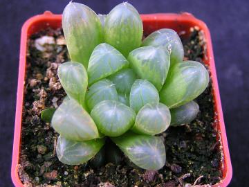 Haworthia cooperii v truncata