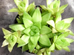 Haworthia cymbiformis f 2 (1)