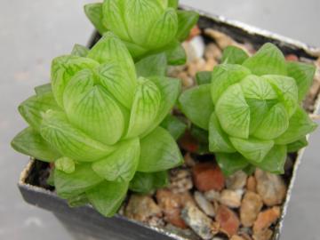 Haworthia cymbiformis v multifolia