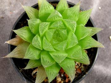 Haworthia cymbiformis f 1