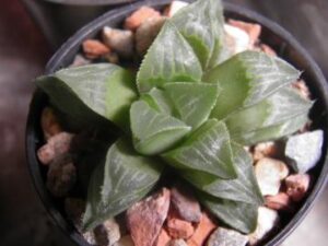 Haworthia magnifica hybrid