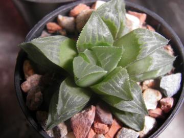 Haworthia magnifica hybrid