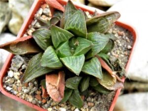 Haworthia magnifica hybrid (1)