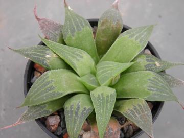 Haworthia retusa acumin