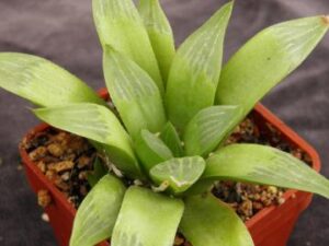 Haworthia turgida v longibracteata