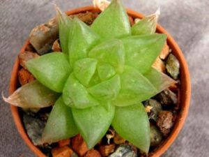 Haworthia sp 11
