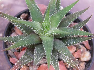 Haworthia attenuata