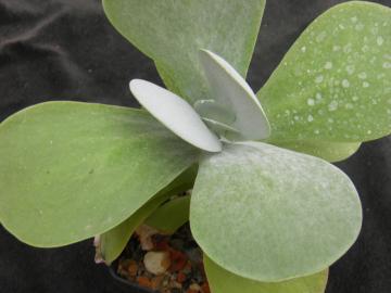 Kalanchoe thyrsiflora (1)
