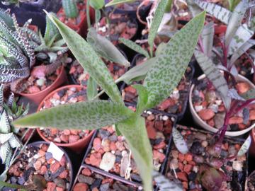 Ledebouria pauciflora