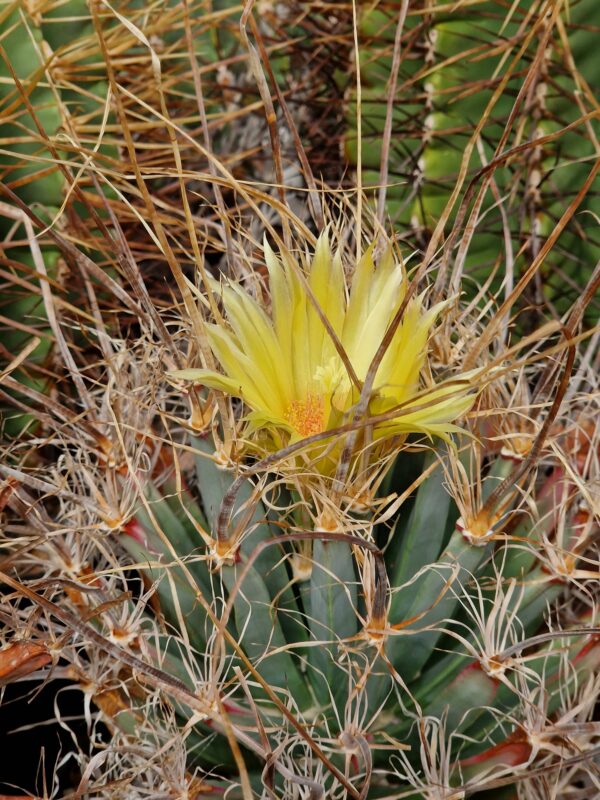 Leuchtenbergia principis