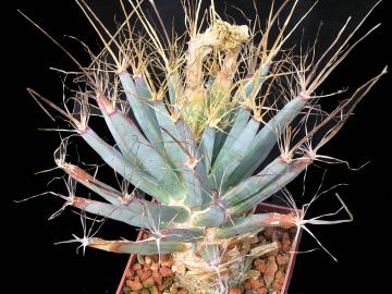 Leuchtenbergia principis