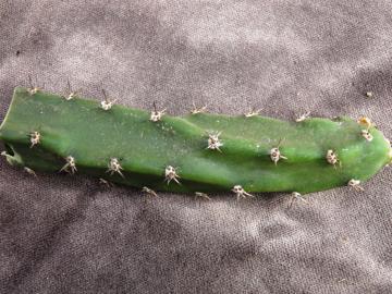 Eriocereus jusbertii (1)