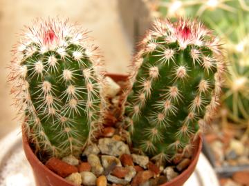 Echinocereus sp 1