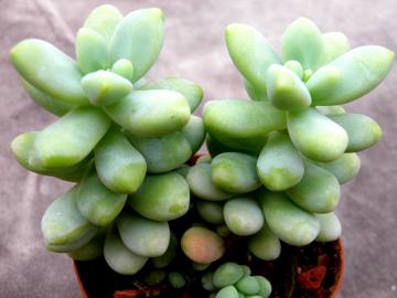 Sedum treleasei