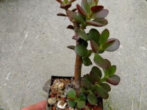 Crassula ovata f minima (1)