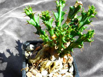 Euphorbia knuthii