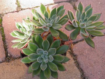 Echeveria pilosa