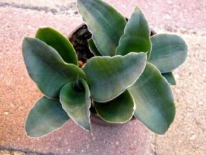 Sanseviera subspicatii Rose grandis