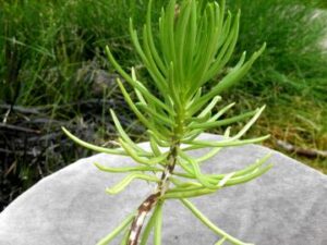 Senecio archeri Himalaya