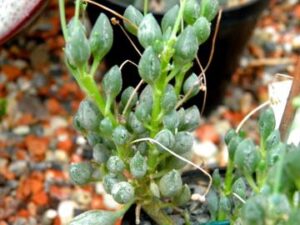 Senecio citriformis