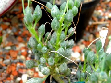 Senecio citriformis