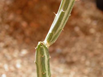 Senecio stapeliaeformis v gregori