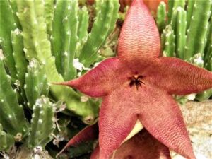 Stapelia grandiflora