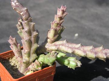 Stapelia variegata