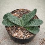 a44151f1-e36c-4ef3-aaf6-0619deab4c8a Gasteria prolifera