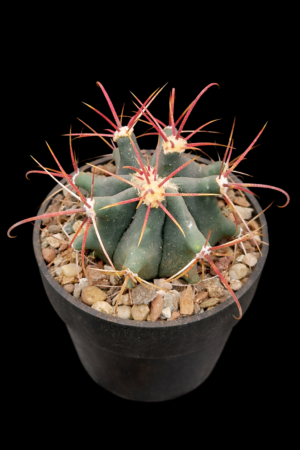a7dee1e9-526d-4659-b906-cf94d69275d6 Ferocactus viscaiensis