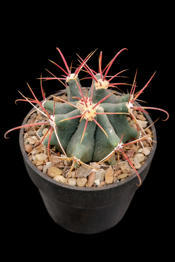 Ferocactus viscaiensis
