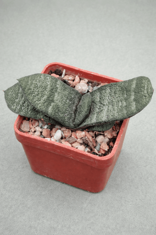 Gasteria batesiana