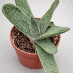 Gasteria cv.Little Warty