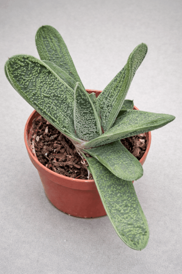 Gasteria cv.Little Warty