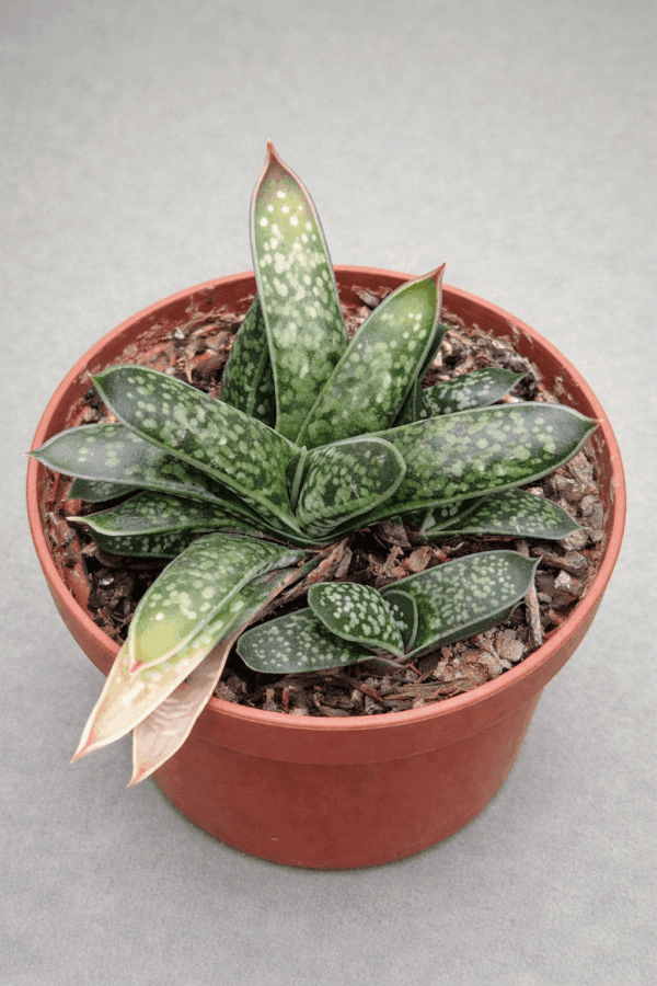Gasteria bicolor v liliputana