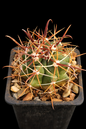 Ferocactus herrerae