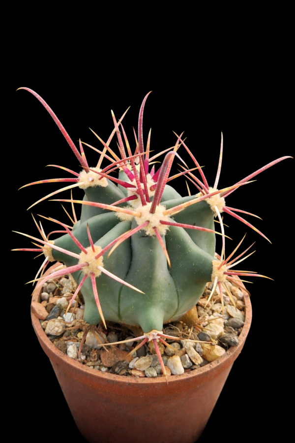 Ferocactus rectispinus