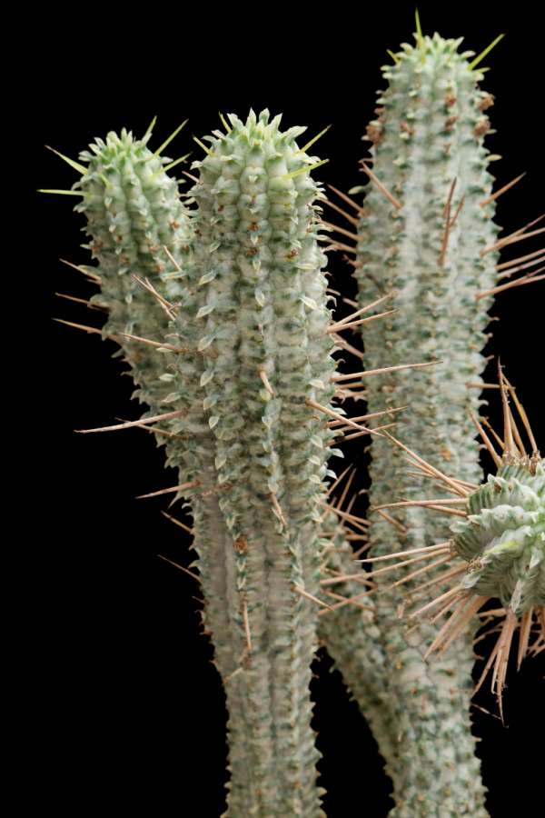 Euphorbia mammillaris cv. variegata