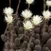 Echinopsis/Setiechinopsis mirabilis