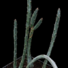 Senecio stapeliaeformis v gregori