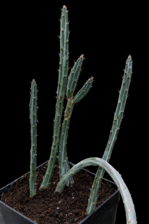 fb260713-9916-4e54-a61a-887660ac0e94 Senecio stapeliaeformis v gregori