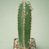 Euphorbia echinus