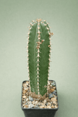 file_000000001f4071f49fee4f44ac93290c Euphorbia echinus