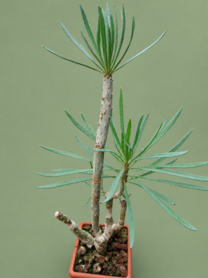 Kleinia neriifolia