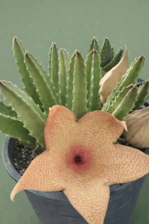 Stapelia giganthea