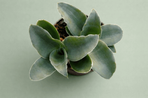 Sanseviera subspicatii Rose grandis