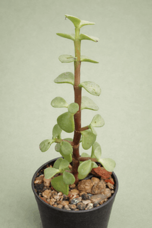 Portulacaria afra