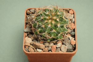 file_000000004fcc720aaaf68f5d1bc29c7f Coryphantha sp Bajan