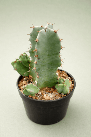 file_00000000628071f4805e4f1d6090ee9f Euphorbia resinifera