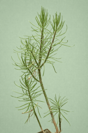 Senecio archeri Himalaya